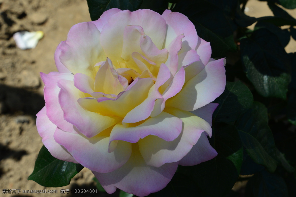 月季花 月季 花骨朵 花卉 植物 園林綠化 綠化景觀 花草 薔薇 玫瑰 花兒 花朵 玫瑰花 月季薔薇 生物世界