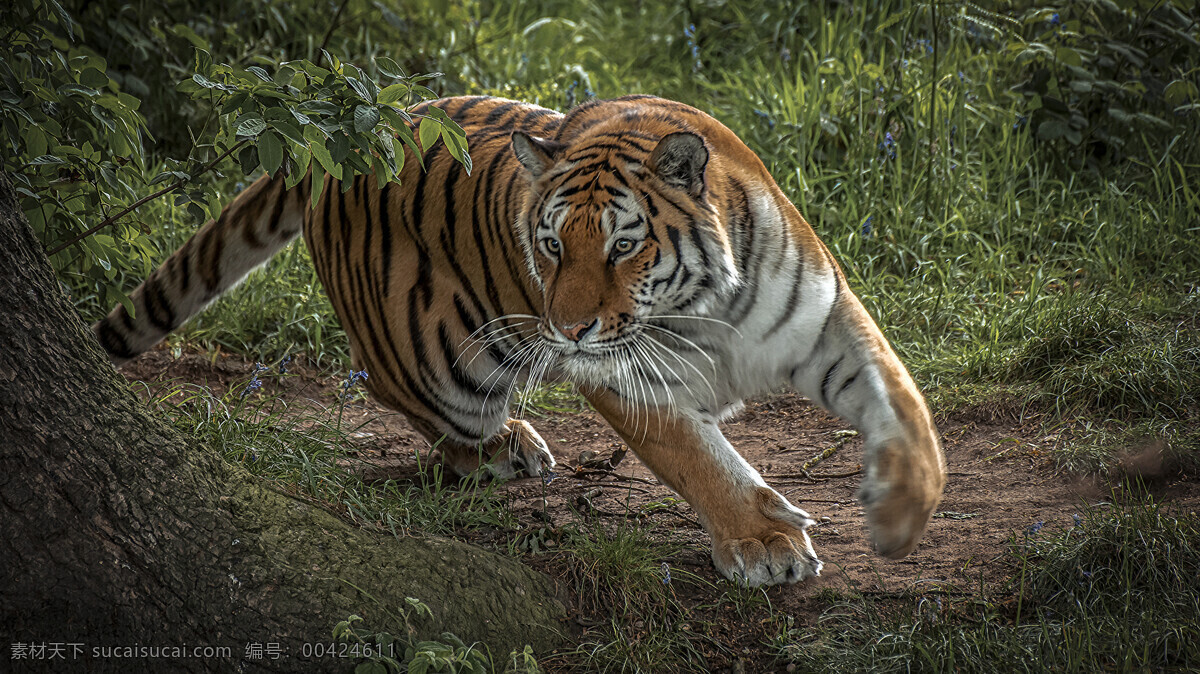 老虎 野兽 野生动物 背景 野生 动物 生物世界