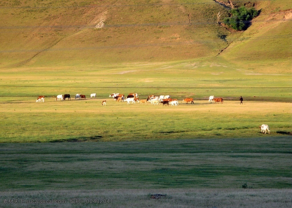 草原晨曲图片 克旗 草原 牛群 晨光 远山 草滩 家乡的草原 自然景观 自然风景
