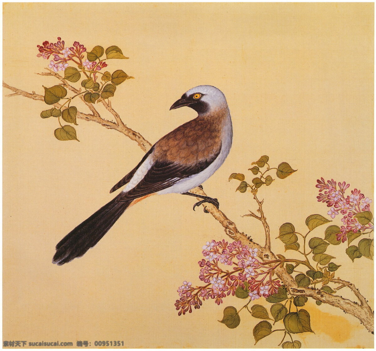 復古 花鳥 工筆畫 清 余省 臨鳥譜 涂鴉畫 花卉圖 花卉 鳥雀 風景畫 花卉寫生 植物花朵繪畫 裝飾畫 中國風 花草繪畫 蝴蝶昆蟲繪畫 復古繪畫 名家繪畫 清代畫家 花卉集 字畫 水彩植物 花鳥冊 中國畫 工筆畫鳥 工筆 古代 花鳥魚蟲 植物圖譜 植物圖集 畫家繪畫 樹枝 文化藝術(shù) 繪畫書法