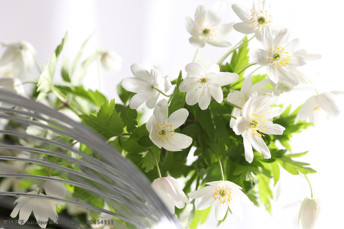 白色 小 花朵 白色小花朵 美麗鮮花 小花 白色花朵 漂亮花朵 花卉 鮮花攝影 花草樹木 生物世界
