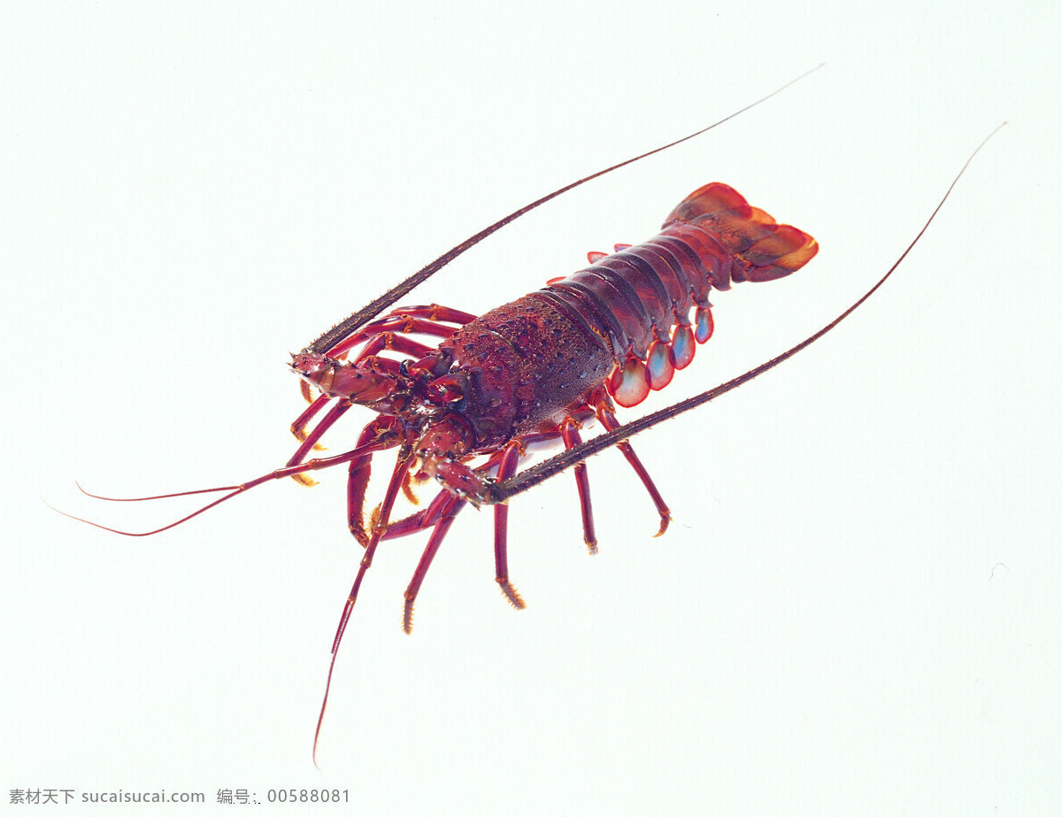 蝦 海鮮 生物世界 魚類 海鮮素材 攝影圖