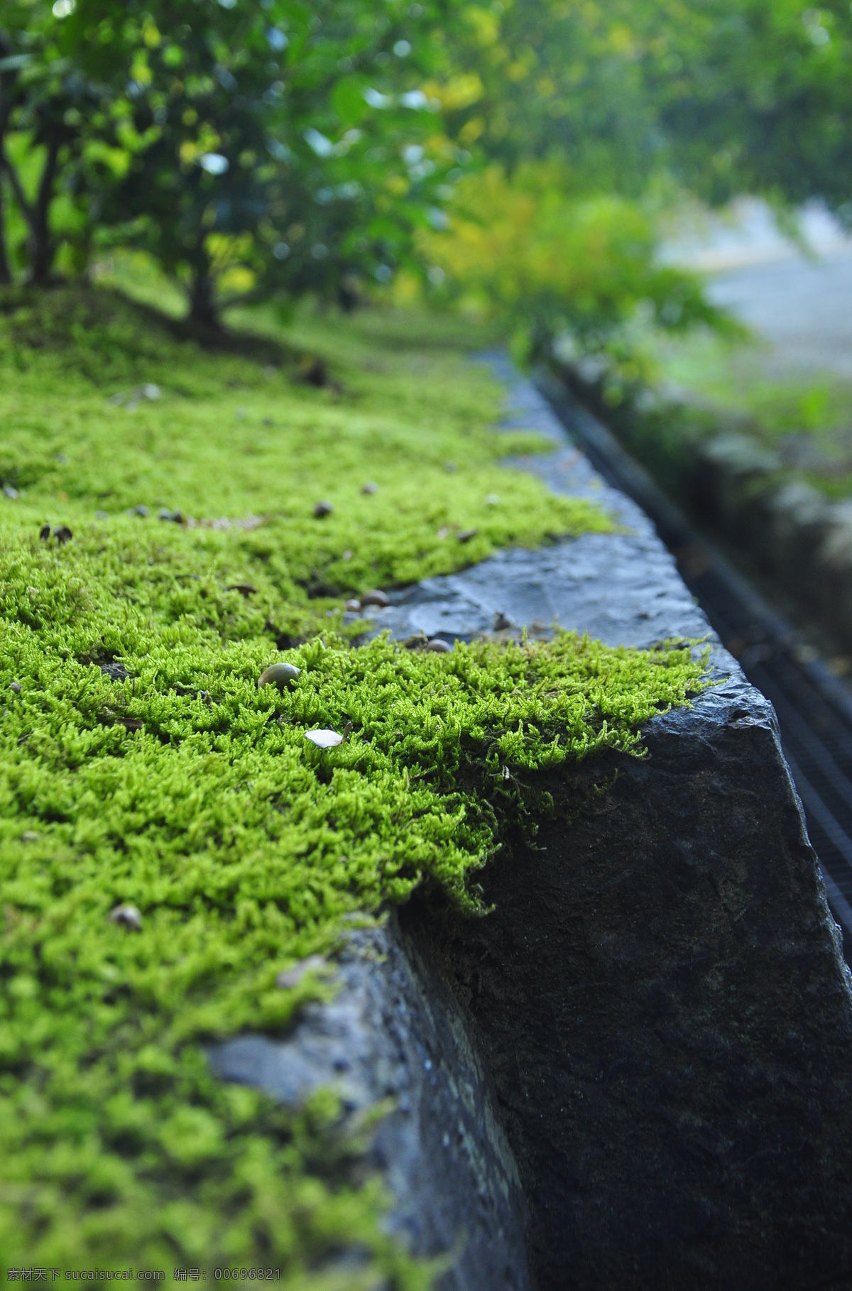 青苔 綠色 黑色 植物 生命力 蝸牛 臺階 灌木 春天 景深 特寫 雨后 生物世界 樹木樹葉