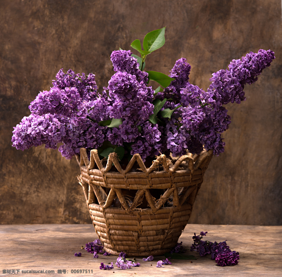 娇美 紫色 花卉 盆景 花卉背景 紫色鲜花 含苞待放 绽放 盛开 植物 花卉素材 花草树木 生物世界