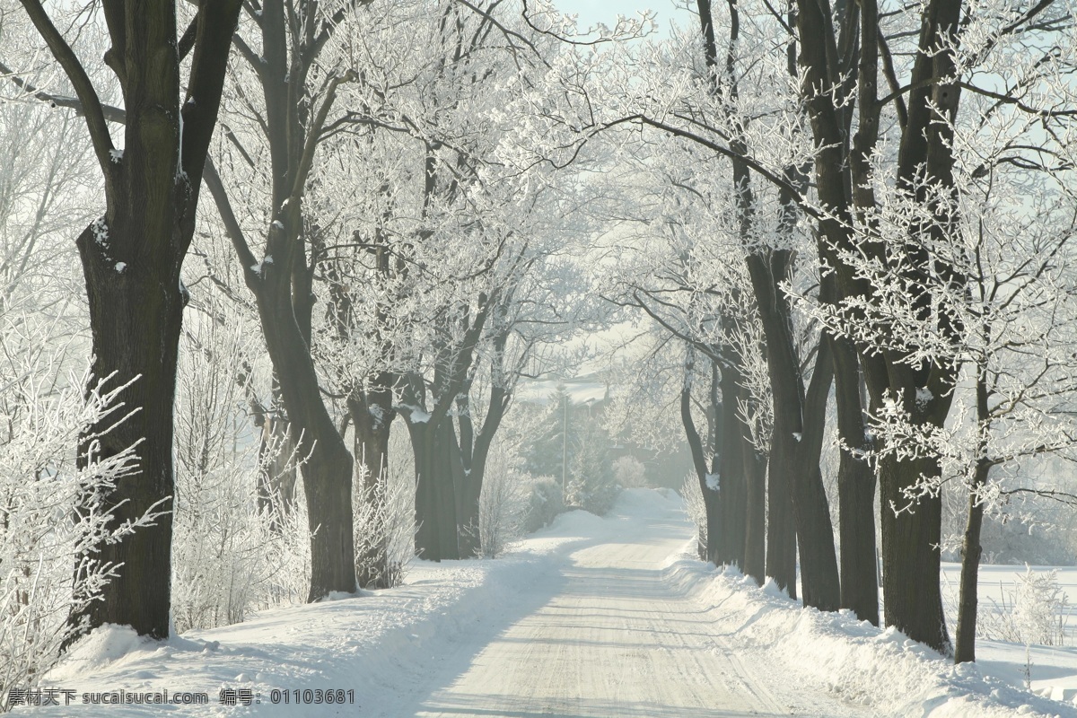 白雪 樹林 小路 風(fēng)景 冰天雪地 美麗雪景 冬天風(fēng)景 樹木 道路 雪地 雪景 美景 雪景圖片 風(fēng)景圖片