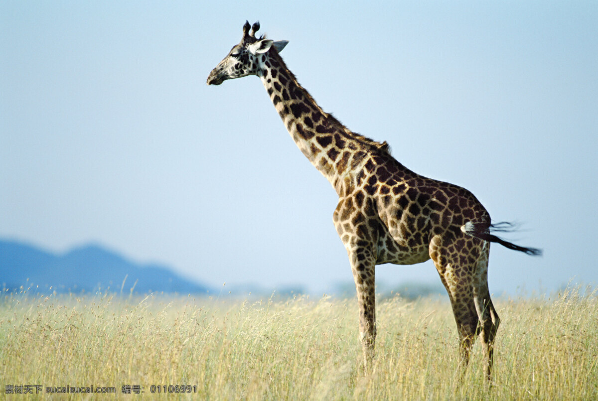 非洲 野生动物 长颈鹿 非洲野生动物 动物世界 动物 jpg图片 生物世界 摄影图片 脯乳动物 全身长颈鹿 陆地动物
