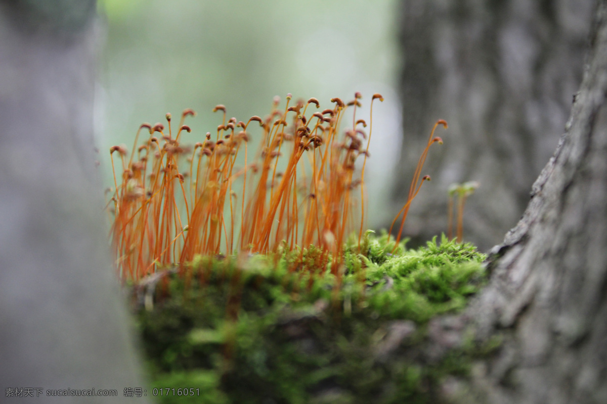 苔蘚 微觀世界 微小 植物 孢子植物 自然風(fēng)景 自然景觀 春季 花草 生物世界 灰色