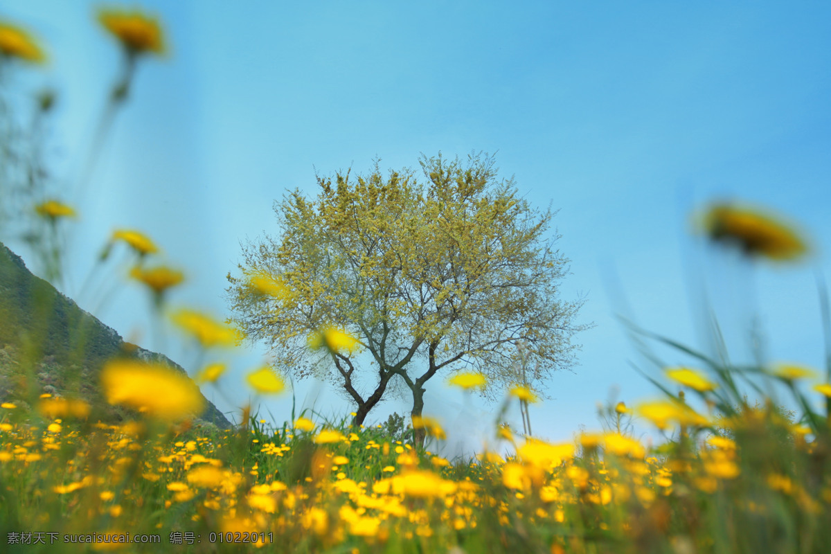 土耳其 国外游 黄花 野外 山花烂漫 自然 蓝天 绿地 春天的气息 生机 树木 自然景观 自然风景
