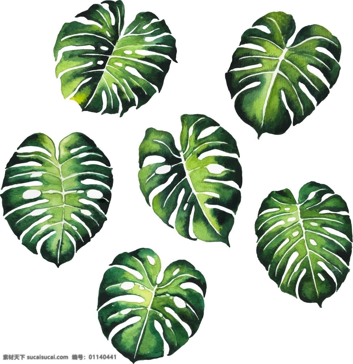 绿色 龟背 竹 叶子 水彩 龟背竹 植物 矢量图 矢量 高清图片