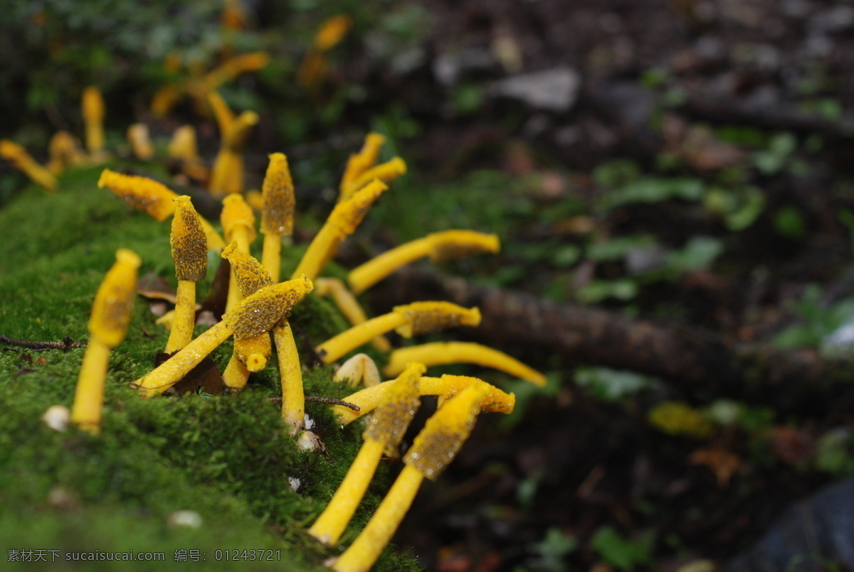 野菌 生物世界 其他生物 攝影圖庫 300