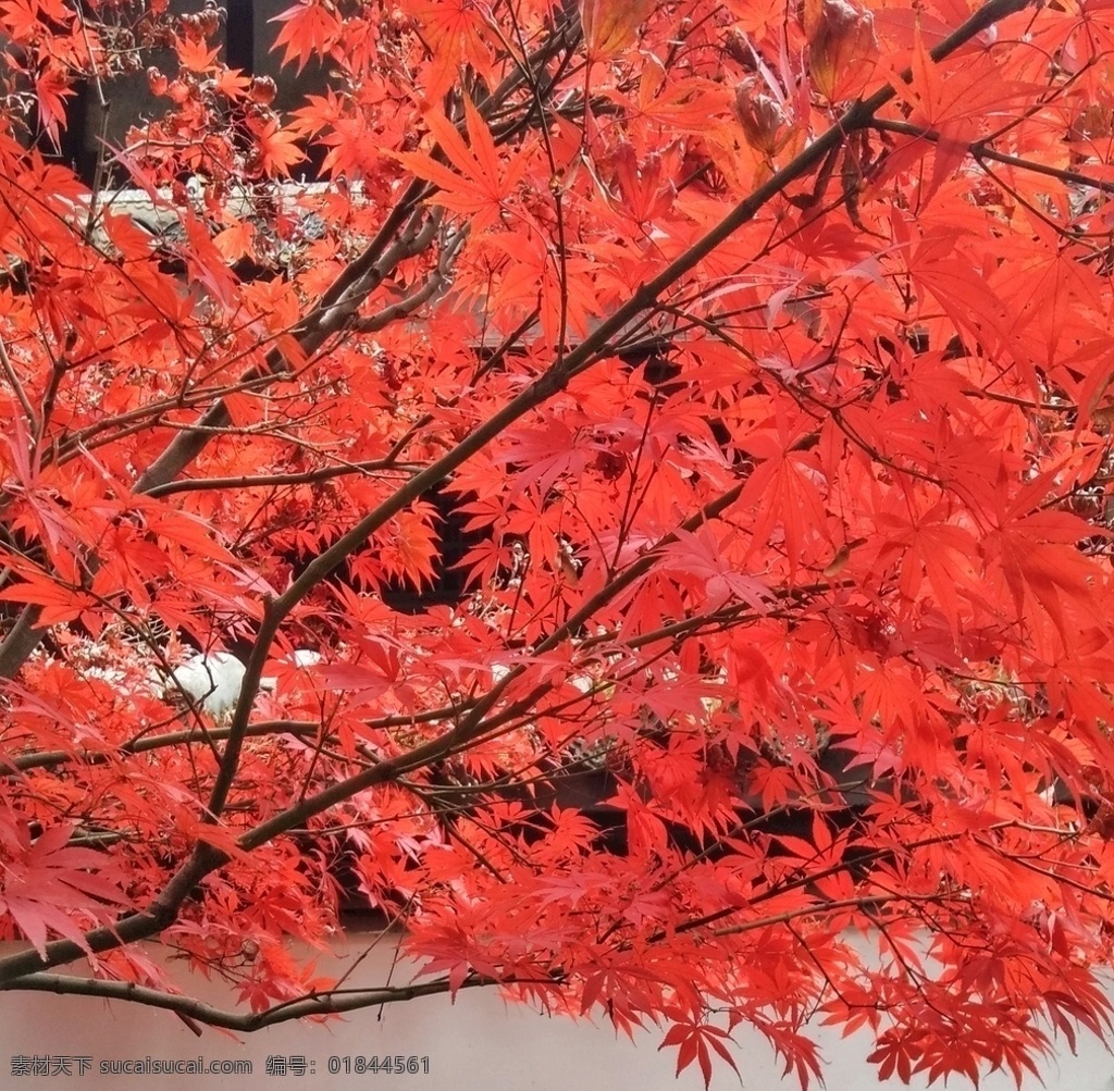 樹葉 秋天 紅葉 紅楓 楓樹 楓葉 秋色 秋景 枝葉 秋季 秋葉 秋天楓葉 楓葉紅了 花草樹木 旅游攝影 國內(nèi)旅游