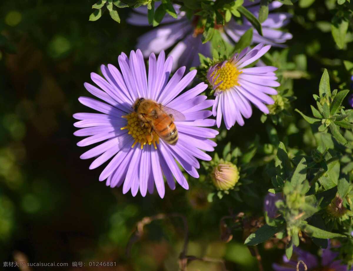 野花蜜蜂 野花 蜜蜂 紫色 清晨 画面