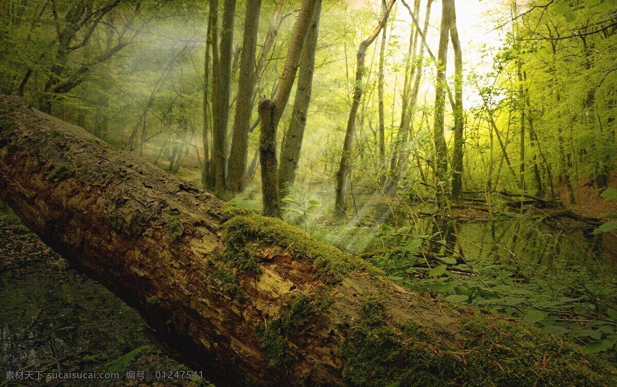 原始森林 植物 自然风景 自然景观 森林 原始森林图片 森林图片 植物图片 大自然 大自然风光 森林氧吧 绿色图片 绿色环境图片 保护环境图片 风光