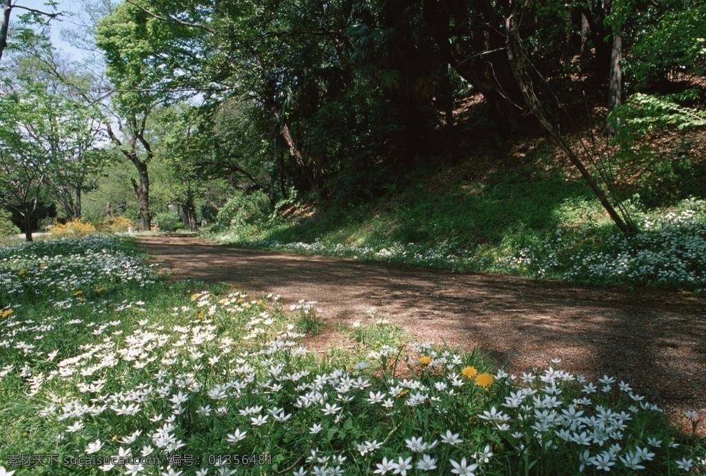 林間小路圖片 林間小路 小路 綠道 林間 綠色 綠樹林 鮮花 藍天 林海 樹叢 春天 陽光 森林 林蔭道 林蔭路 林蔭小道 陽光樹林 林蔭小路 林中道路 林間小道 樹林小路 公園小路 自然風景 自然景觀 自然風光 戶外風光 自然風景專輯