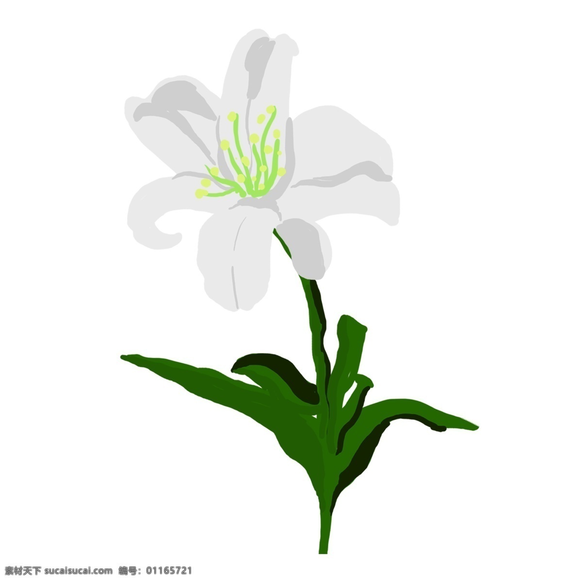 白色花卉植物 植物 花卉 白色