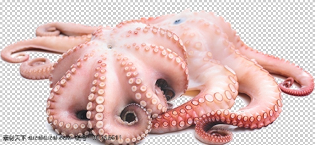 章鱼图片 章鱼 八爪鱼 鱿鱼 八带鱼 墨鱼 乌贼 png图 透明图 免扣图 透明背景 透明底 抠图 生物世界 海洋生物