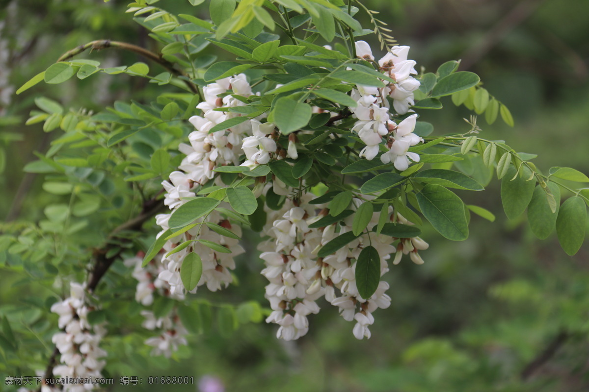 槐花 白色花 粉色花 紫色花 燈籠花 梧桐花 野外 野花 小黃花 小雛菊 花 野草 植物 樹木 墻上的植物 綠葉 綠色 樹葉 葉子 小草 草垛 森林 草地 陽光 自然景觀 自然風景 秋天 森林樹木 生物世界 樹木樹葉 春天 夏天 冬天 櫻桃樹 柏樹 柳樹 風景 旅游 自然