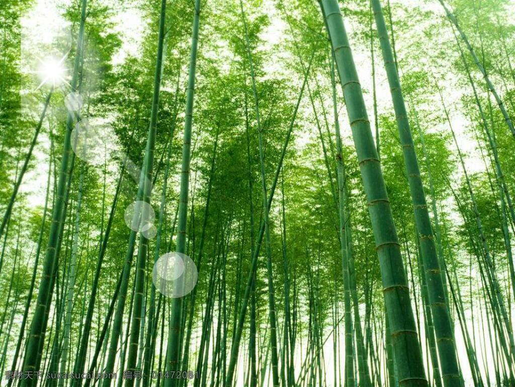 綠意 竹林 風(fēng)光 模板 自然風(fēng)景