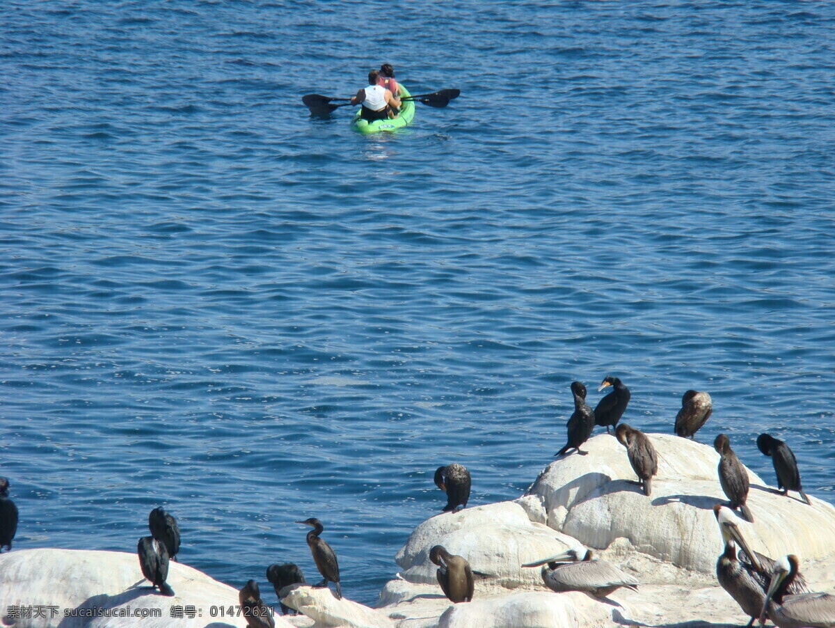 加州 海灘 鳥類 人與自然 生物世界 小鳥 野生動物 加州海灘 水上鳥