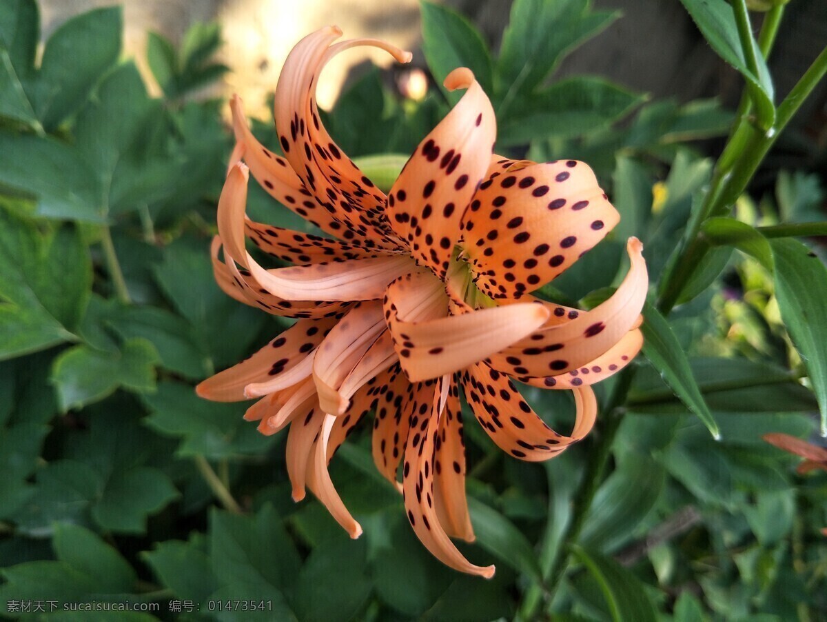 百合花 花朵 鮮花 盛開 花海 花瓣 植物 生物世界 花卉 花草