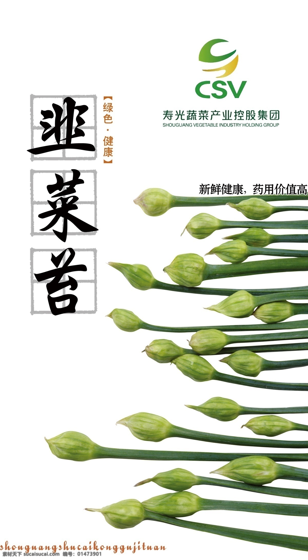 韭菜 韭菜苔 蔬菜 分層