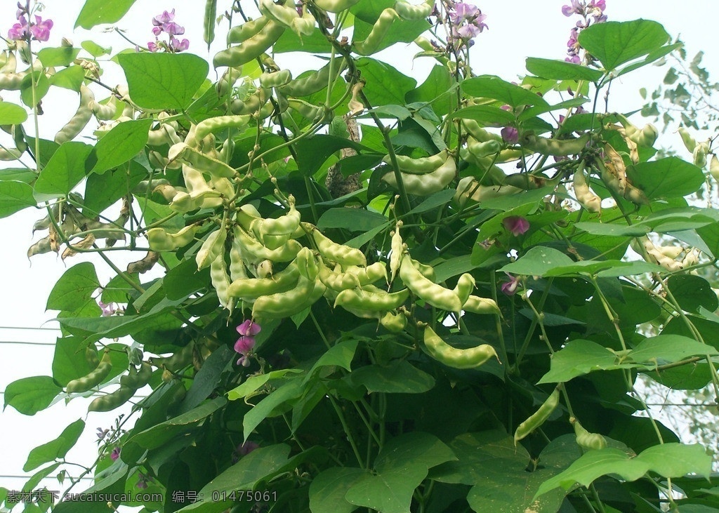 植物豆角 豆角 豆角苗 豆角秧 豆角蔓 豆角地 植物 生物 蔬菜 蔬菜攝影 生物世界