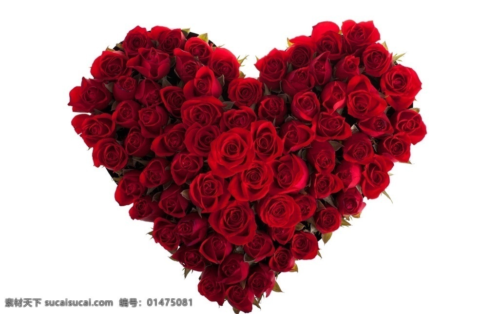心形玫瑰花 鮮花 玫瑰心形 玫瑰花 情人節(jié) 美麗鮮花 玫瑰 紅玫瑰 玫瑰攝影 生物世界 花草