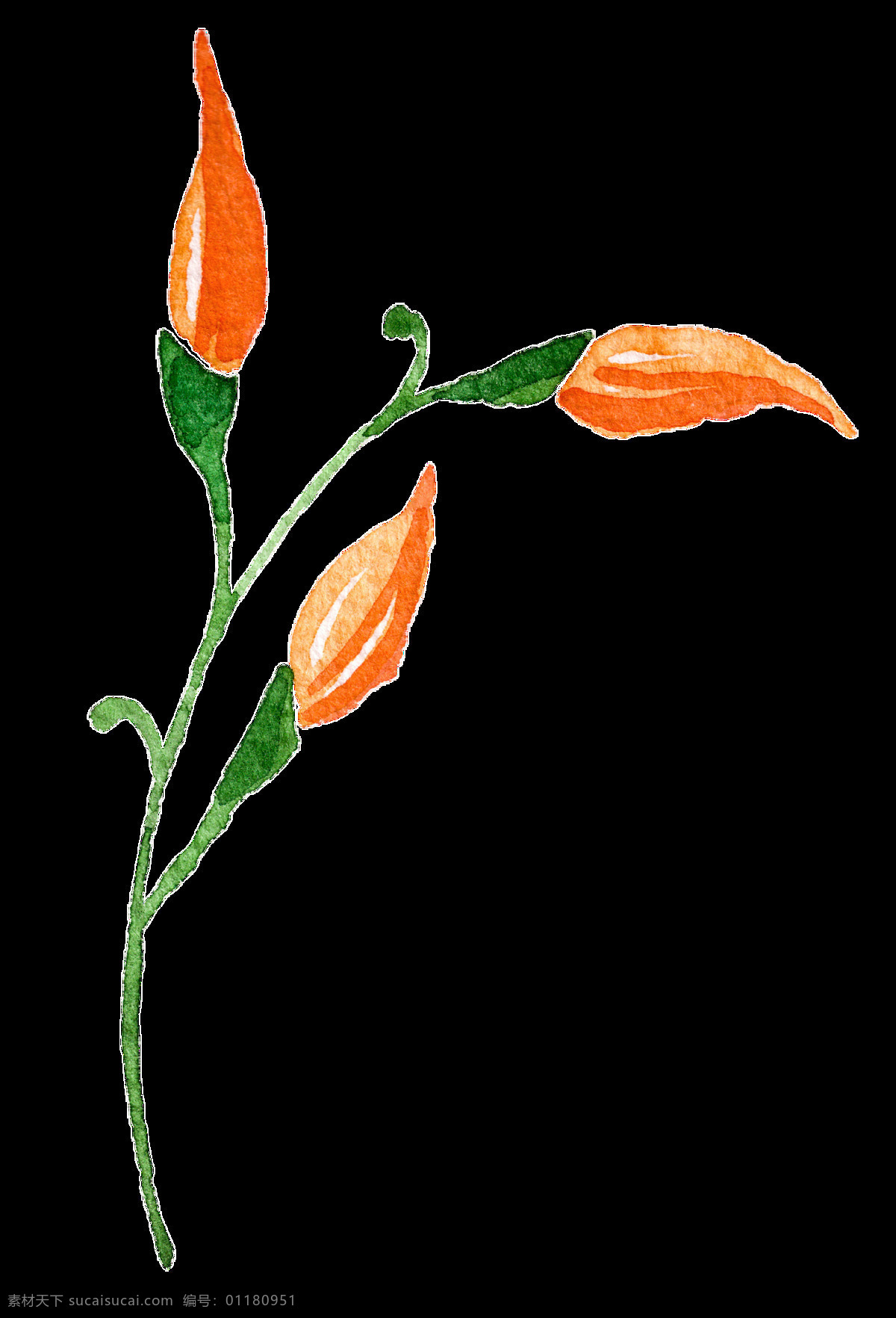 橙色 含苞待放 花卉 透明 装饰 海报设计装饰 卡通 免扣 设计素材 水彩 淘宝素材 透明素材 装饰图案