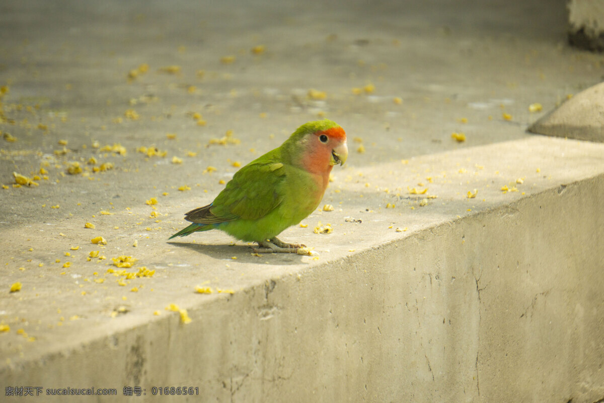 地上 紅嘴 綠 鳥(niǎo) 動(dòng)物 紅嘴綠鳥(niǎo) 禽類(lèi) 飛行動(dòng)物 千庫(kù)原創(chuàng)