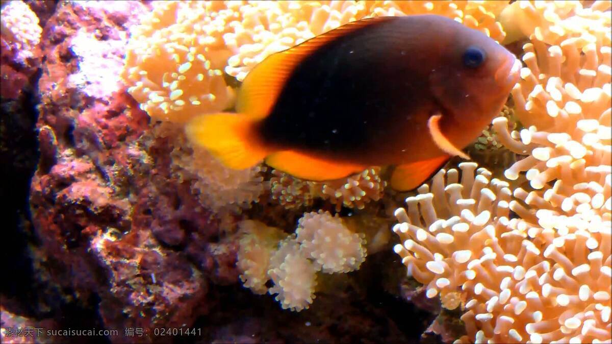 海葵和小丑鱼 动物 自然 红色 马鞍 小丑鱼 橙色 水 珊瑚 暗礁 银莲花 海葵 海 印度 太平洋 丰富多彩的 浮动 荨麻 棕色的 海洋