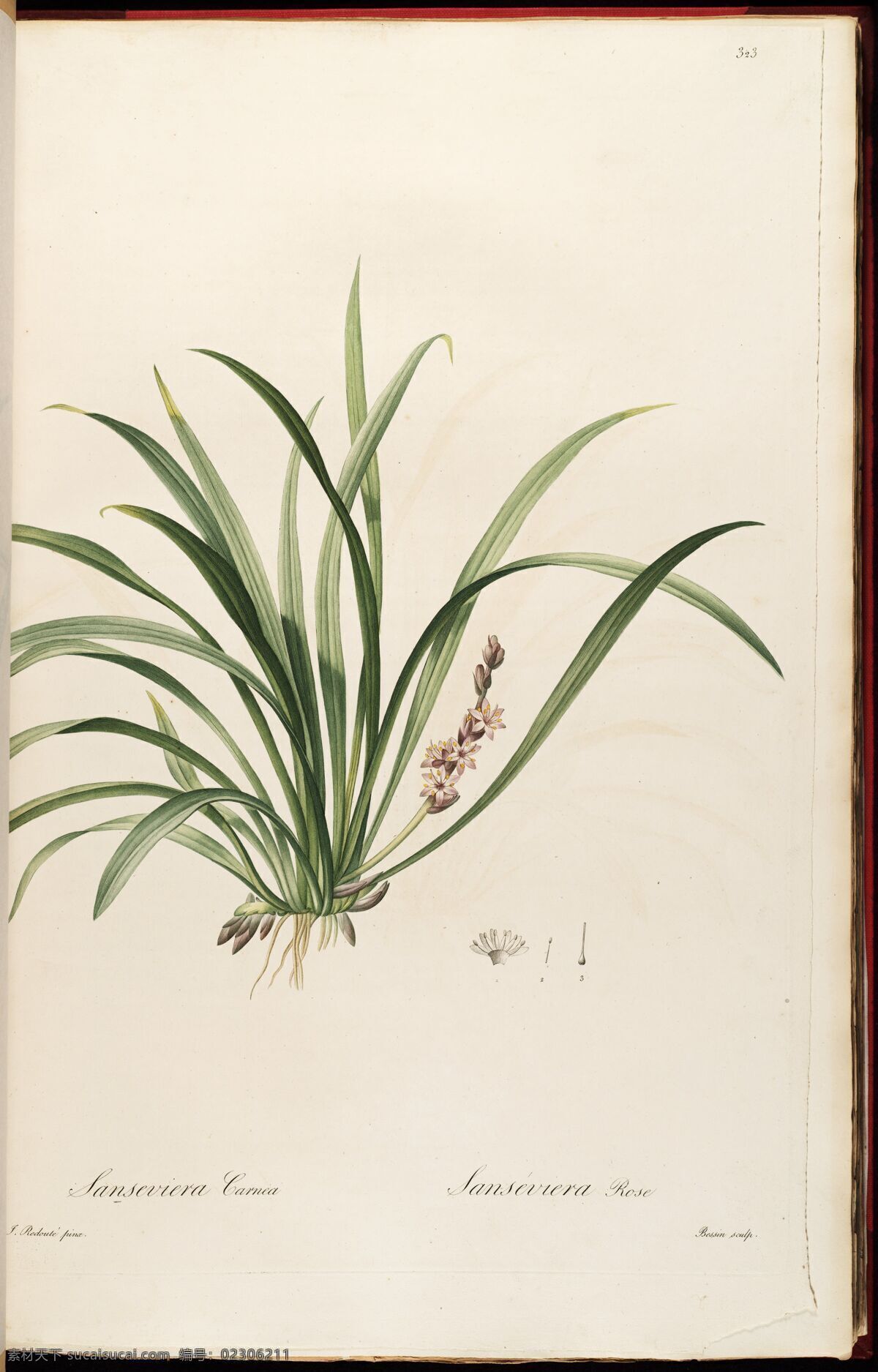雷 杜德 植物 圣經(jīng) 蘭花插畫(huà) 皮埃爾 約瑟夫 雷杜德 植物圖 redoute choix des plus belles fleurs 手繪蘭花 植物圖譜 裝飾畫(huà) 無(wú)框畫(huà) 手繪插畫(huà) 花卉 蝴蝶 鮮花 手繪花紋 精美花紋 蘭花貼圖 簡(jiǎn)潔 移門(mén)設(shè)計(jì) 彩色花朵 手繪設(shè)計(jì) 手繪花朵 花紋素材 生物世界 花草