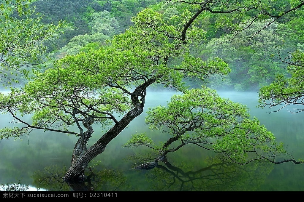 丛林之美 山水 风景 美景 自然 清山绿水 自然景观 自然风景 摄影图库 300
