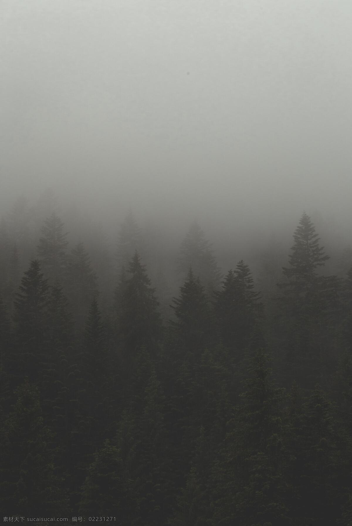 森林大雾 雾气 弥漫 雾气弥漫 大气 大雾 雾天 大雾天 山林 树林 树林大雾 雾中森林 雾中树木 雾中花草 雾中草木 仙境 雾气仙境 弥漫雾气 自然景观 自然风景