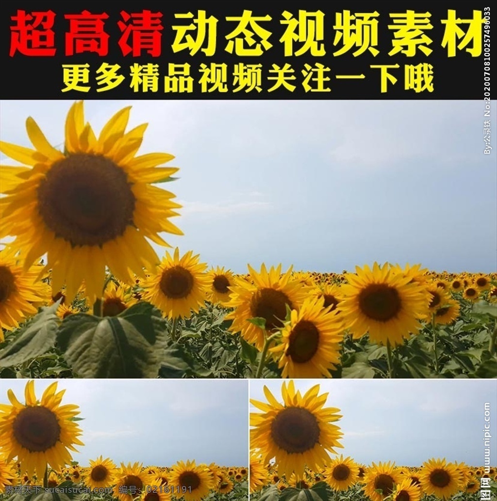 向日葵 太阳花 花海 植物 实拍 视频 鲜花盛开 花朵绽放 蜜蜂采蜜 蓝天白云 空镜头 led背景 婚礼大屏背景 舞台演出背景 舞蹈led 晚会视频 动态背景 vj素材 led舞台 风景led 阳光植物 大自然 小清新 春天 花朵 春季 诗歌朗诵 学校晚会 绿色环保 公益活动 希望的田野上 幼儿园 太阳花视频 向日葵视频 鲜花 绽放 动态 多媒体 实拍视频 动物植物 mov