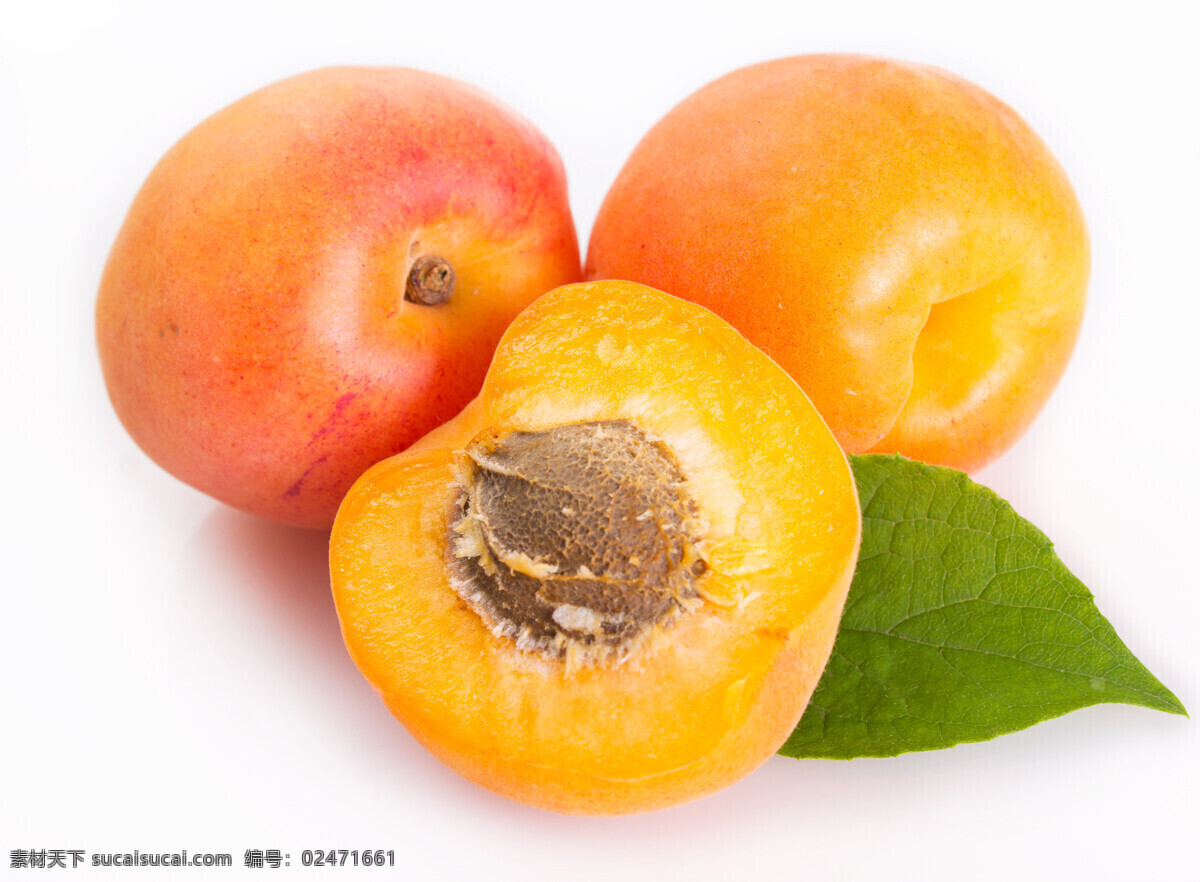 黄杏 杏子 水果杏 杏肉 梅子 杏核 水杏 杏 梅 生物世界 水果