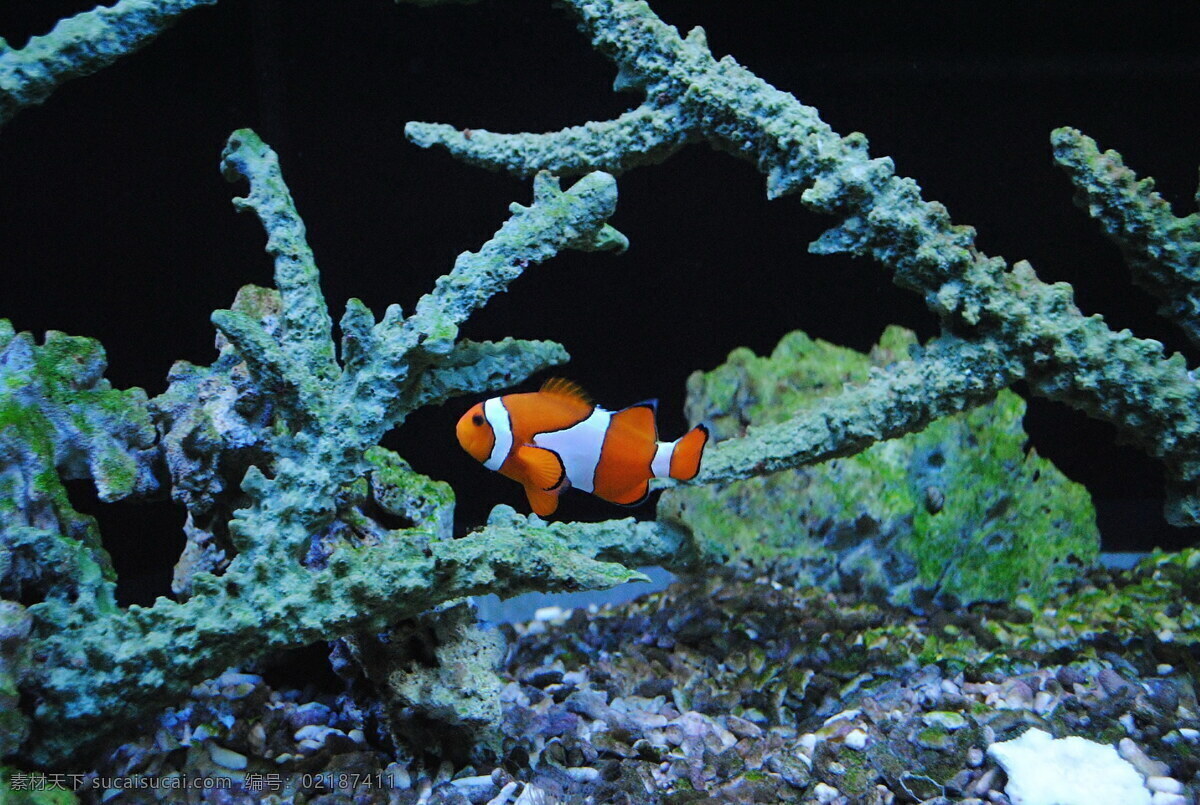 海底 小丑 魚 大全 小丑魚 ?？~ 熱帶魚 觀賞魚 寵物魚
