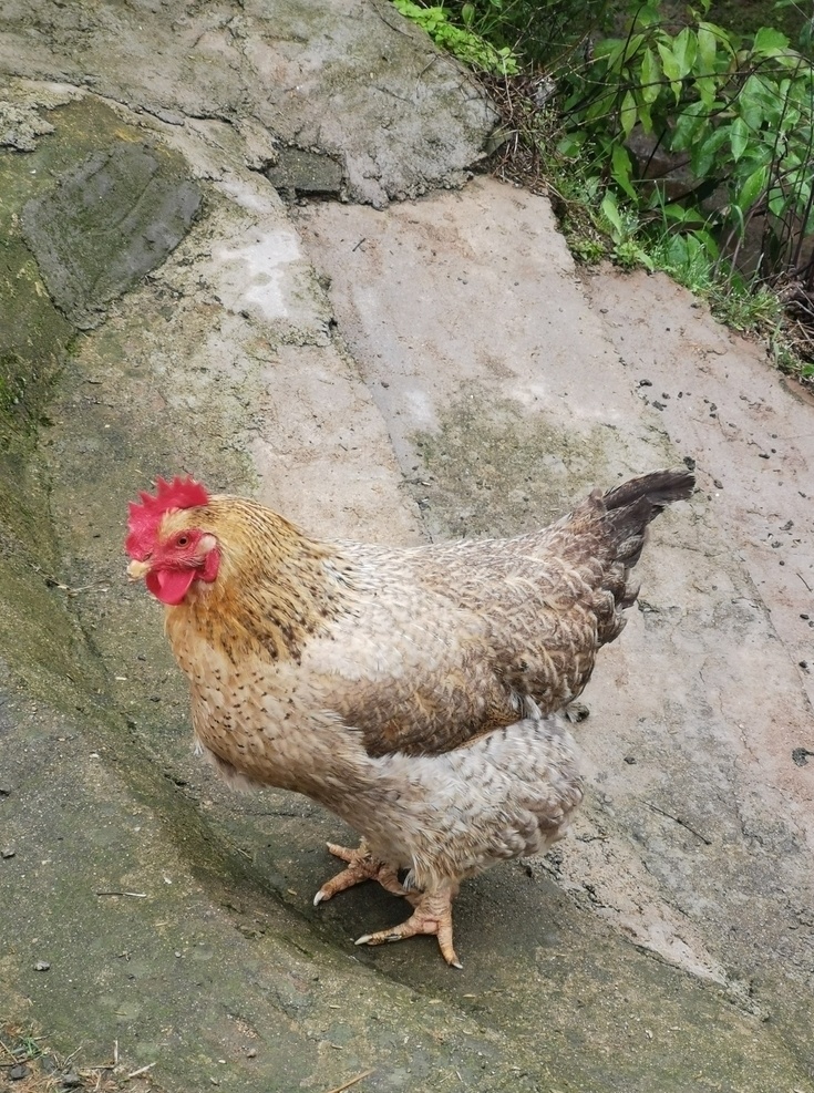三黃雞圖片 雞 母雞 雞群 公雞 黑雞 黃雞 花雞 大公雞 動(dòng)植物 生物世界 家禽家畜