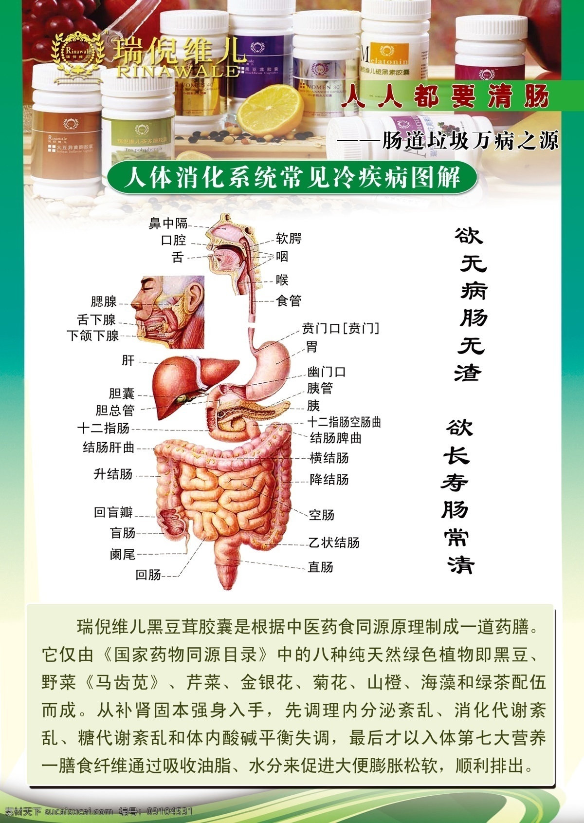 消化系统图 人体内脏图 身体器官图 肠道 胃