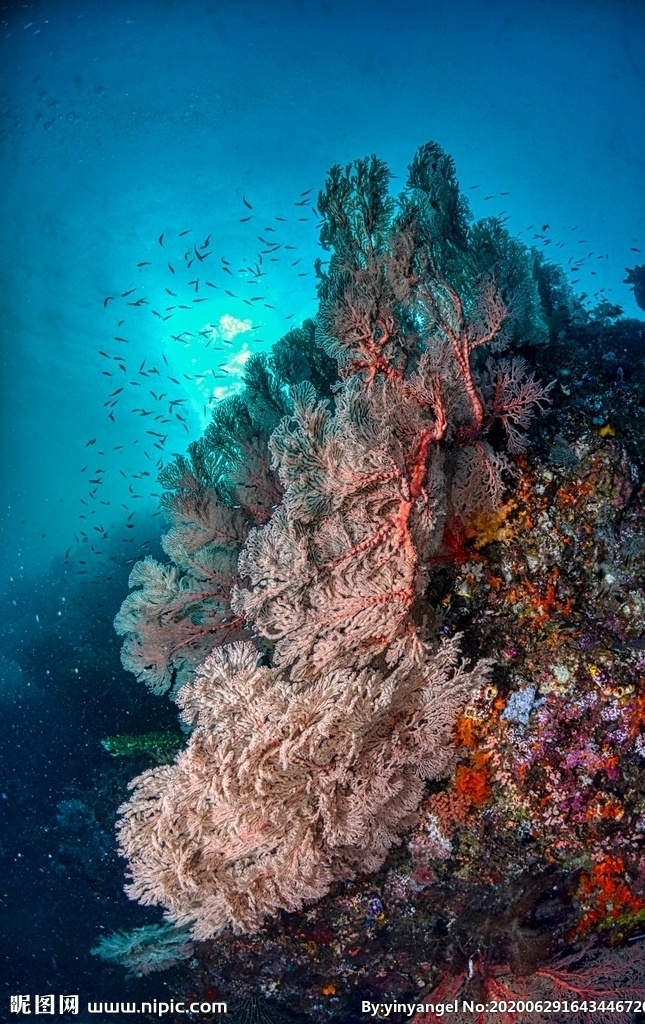 珊瑚礁 棕白 海底 珊瑚 神秘 摄影库 自然景观 自然风景