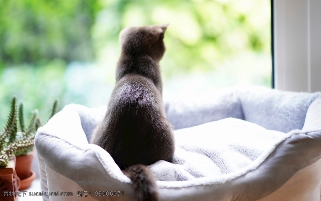 窗外 猫咪 窗户 自然 植物 盘栽 沙发 坐垫 舒服 动物 家庭 饲养 生物世界 家禽家畜