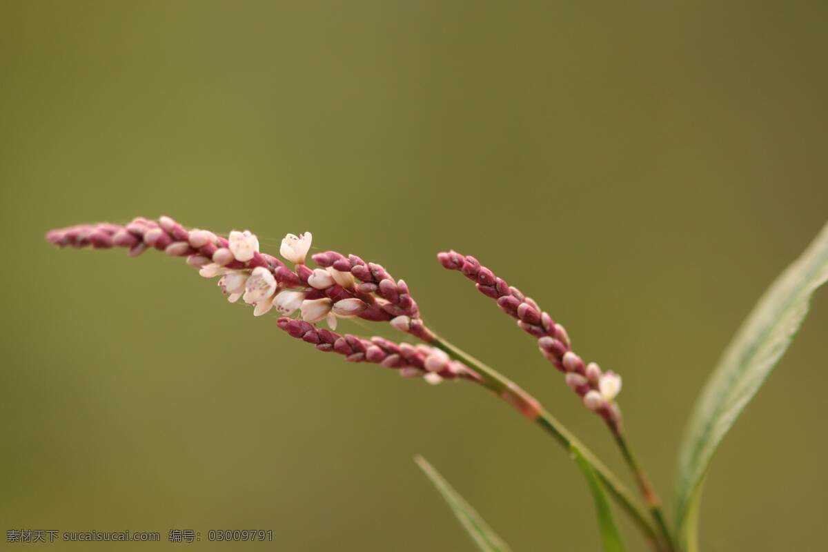 鮮花 背景稻穗 花卉 稻穗 背景 桌面 生物世界 花草