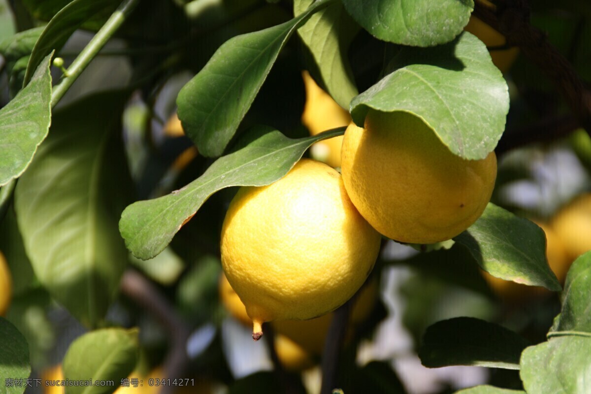 果树上黄柠檬 黄柠檬图片 柠檬树 果树 柠檬 黄柠檬 果实 果子 黄色水果 新鲜水果 成熟水果 水果 图片大全 高清图片下载 共享素材 生物世界