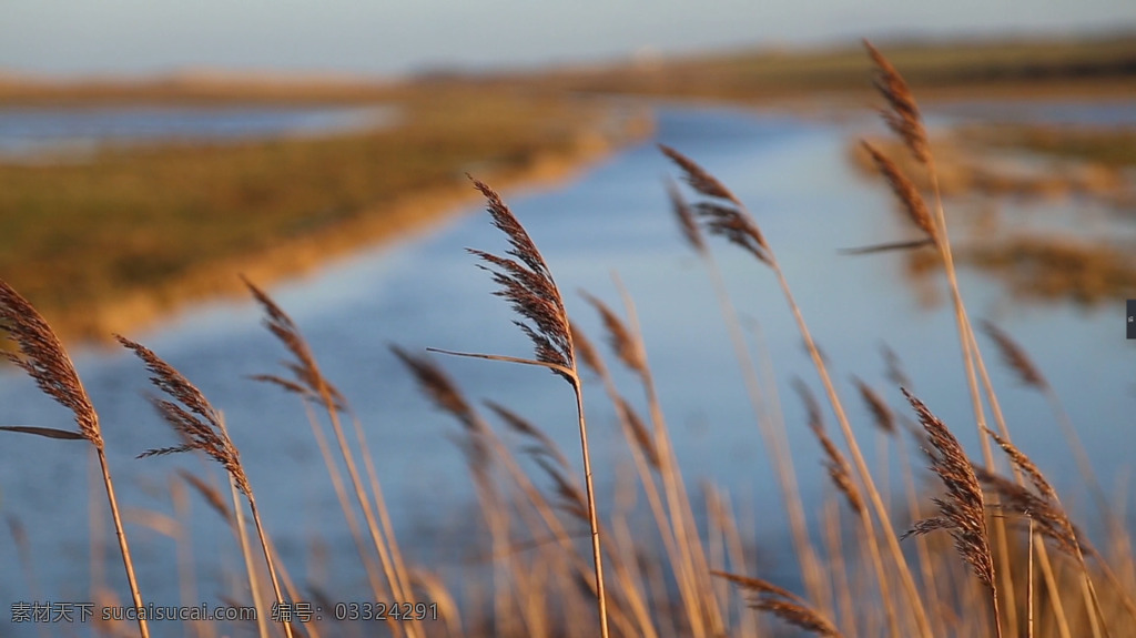 虚化 沼泽地 背景 特写 美丽 芦苇 植物 风吹 摇摆 高清 视频 实拍 美丽芦苇 植物风吹 高清视频实拍