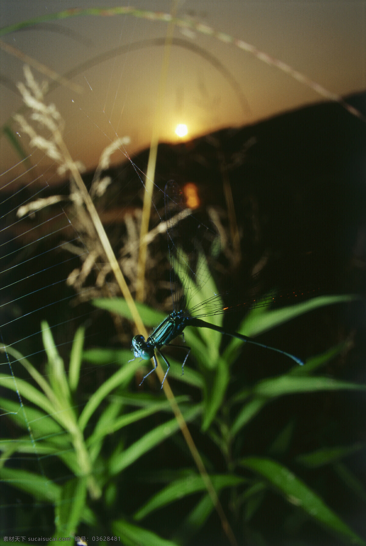 蜘蛛 网上 蜻蜓 蜻蜓摄影 动物 昆虫 自然风光 大自然 风景 风光 田野 野外 草 摄影图片 草地 树叶 叶子 自然风景 自然景观 黑色