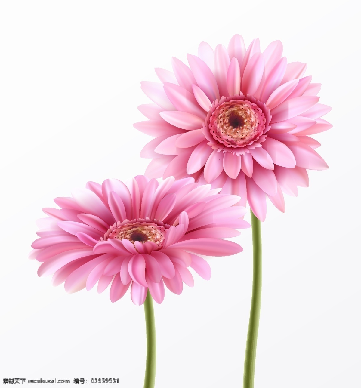 粉色 非洲菊 矢量 植物 菊花 花卉 矢量图 高清图片