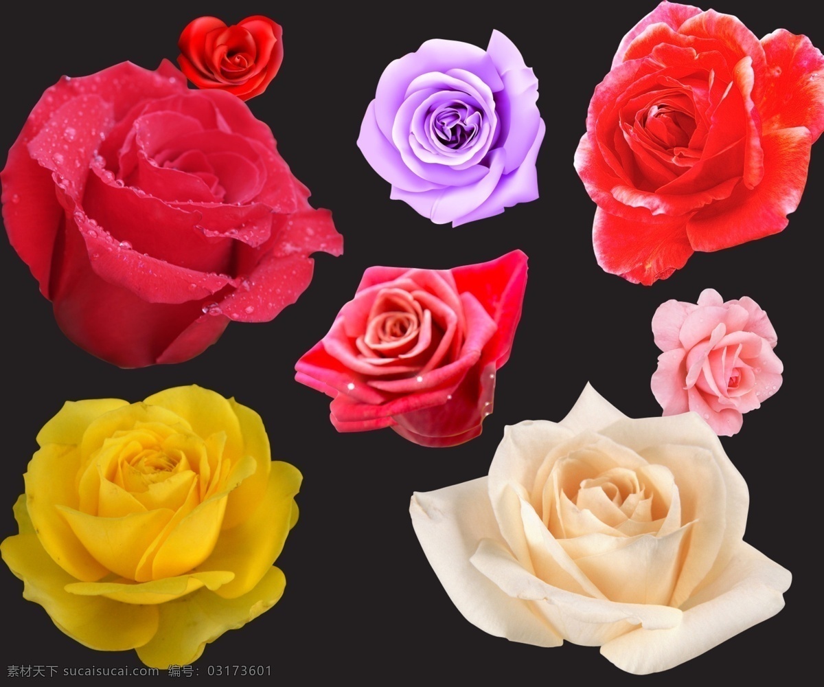 玫瑰花 紅玫瑰 花朵 黃玫瑰 源文件 模板下載 自然生物 psd源文件