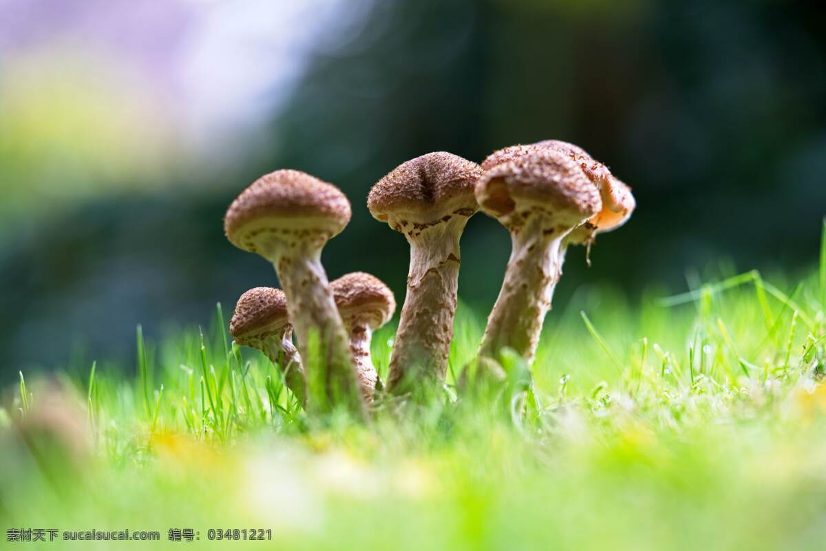 蘑菇图片 蘑菇 伞菇 野生菌 食用菌 菌类 口菇 香菇 野外 森林 美味 植物 生物世界 花草