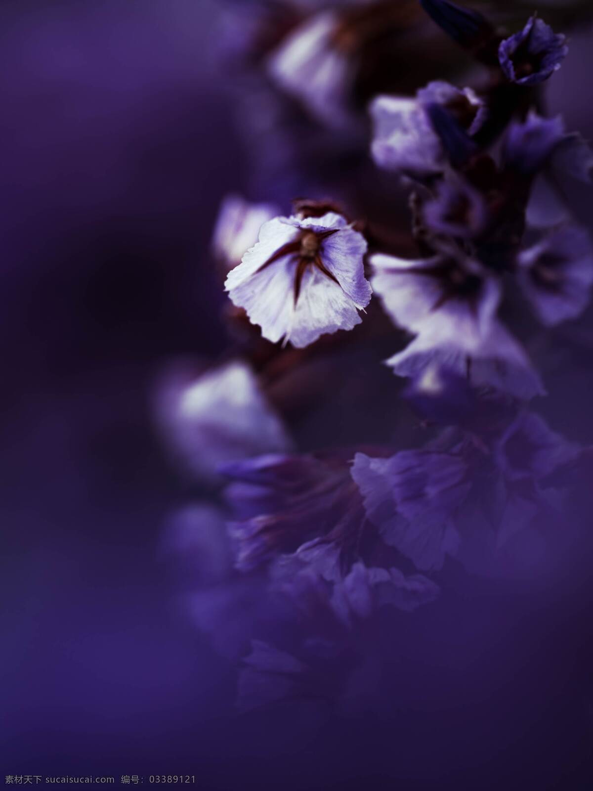 紫色小花 小花 鲜花 花朵 紫色 海报背景 壁纸 生物世界 花草