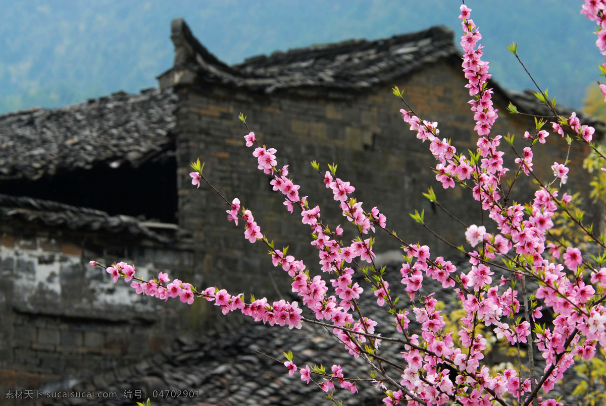 婺源風(fēng)光 江西 古 徽州 六 縣 之一 婺源 古鎮(zhèn) 徽派建筑 樹(shù)木 村莊 桃花 風(fēng)景 江西風(fēng)光 國(guó)內(nèi)旅游 旅游攝影