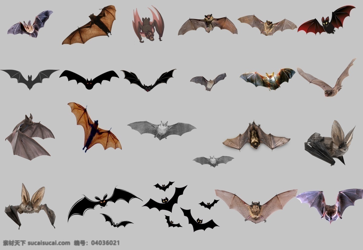 蝙蝠图片 蝙蝠 透明底蝙蝠 老鼠 飞鼠 吸血鬼 透明底 免抠图 分层图 分层 动物透明底